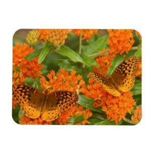 Íman Grandes Fritilárias Manchadas em Asclepia Tuberosa