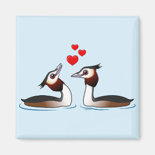 Íman Grandes Grebes com crista no amor