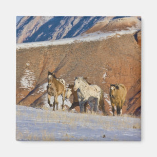 Íman Grandes Montanhas do Corno, Cavalos correndo