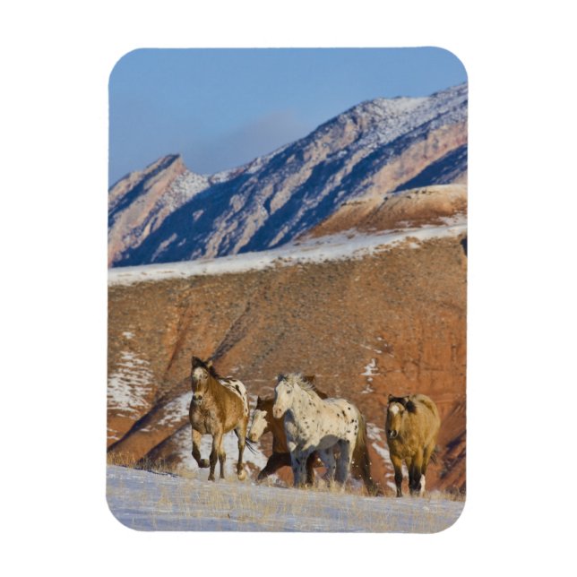 Íman Grandes Montanhas Horn, Cavalos correndo (Vertical)