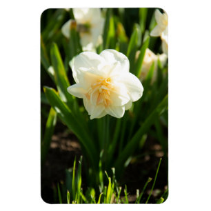 Íman Grandes narcisos brancos em um dia de primavera