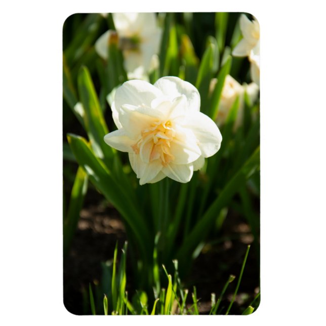 Íman Grandes narcisos brancos em um dia de primavera  (Vertical)