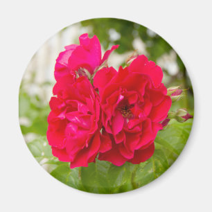 Íman Grandes rosas vermelhas no jardim