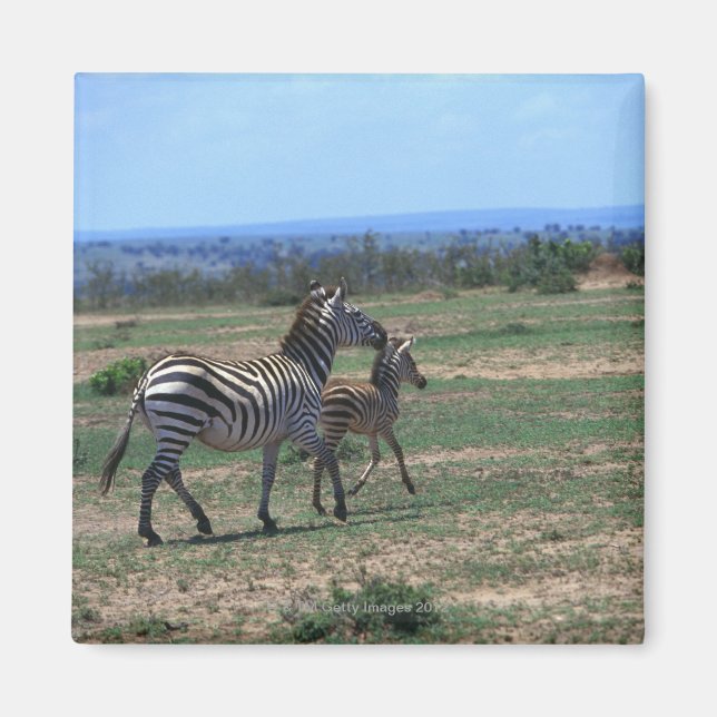 Íman Grant Zebra (Frente)