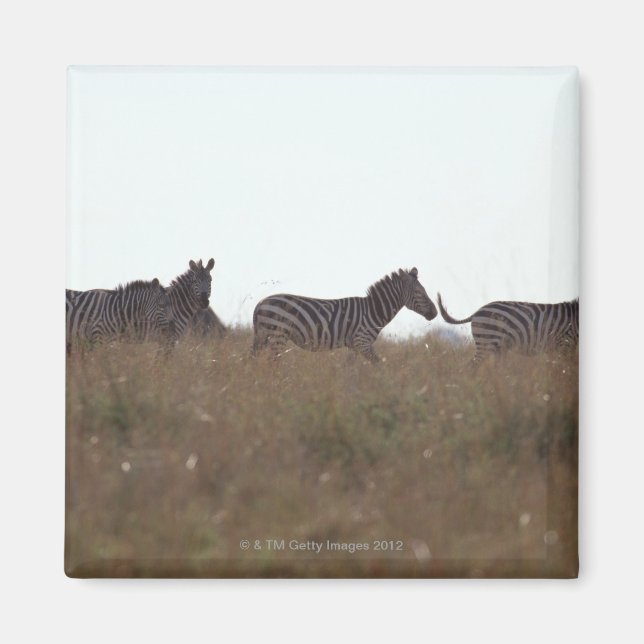 Íman Grant Zebra 7 (Frente)
