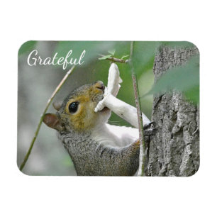 Íman Grateful Squirrel