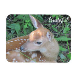 Íman Gratidão de Fawn