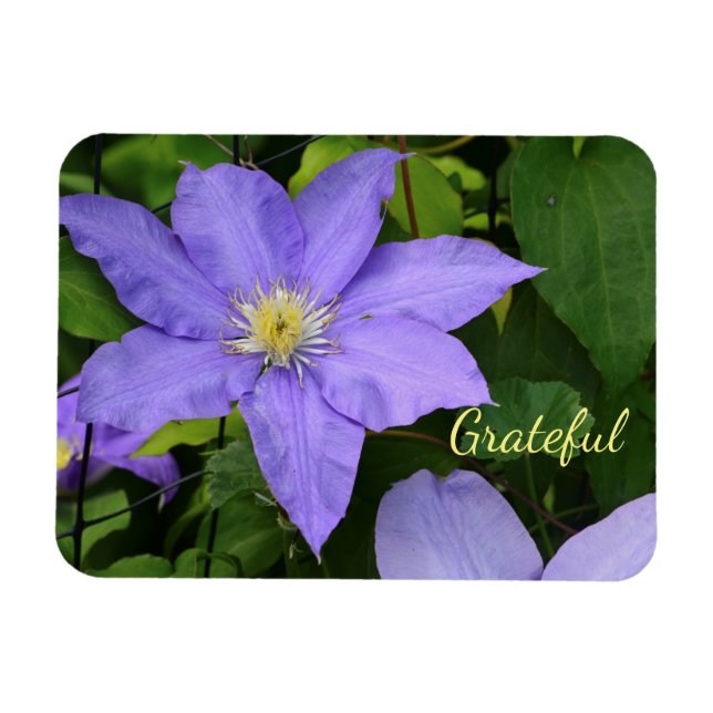 Íman Gratidão De Purple Clematis (Horizontal)