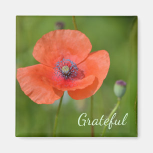 Íman Gratidão de Red Poppy