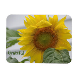Íman Gratidão de Sunflower