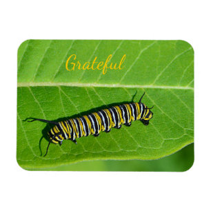 Íman Gratidão do Nature Lover