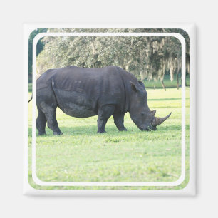 Íman Grazing Rhino Magnet