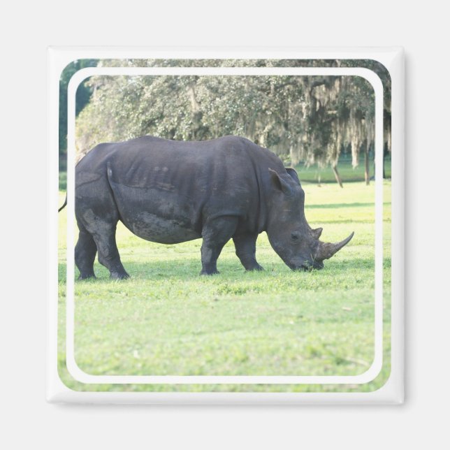Íman Grazing Rhino Magnet (Frente)