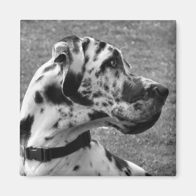 ÍMAN GREAT DANE (Frente)
