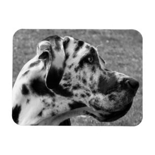 ÍMAN GREAT DANE