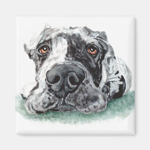 Íman Great dane gravou acima de Merle