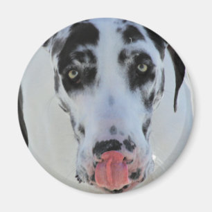 Íman Great dane - Harlequin - minha língua toca em meu