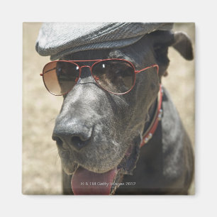 Íman Great dane que veste o chapéu e os óculos de sol