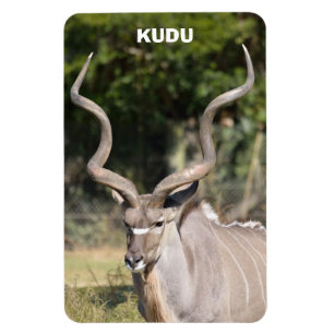 Íman Greater Kudu