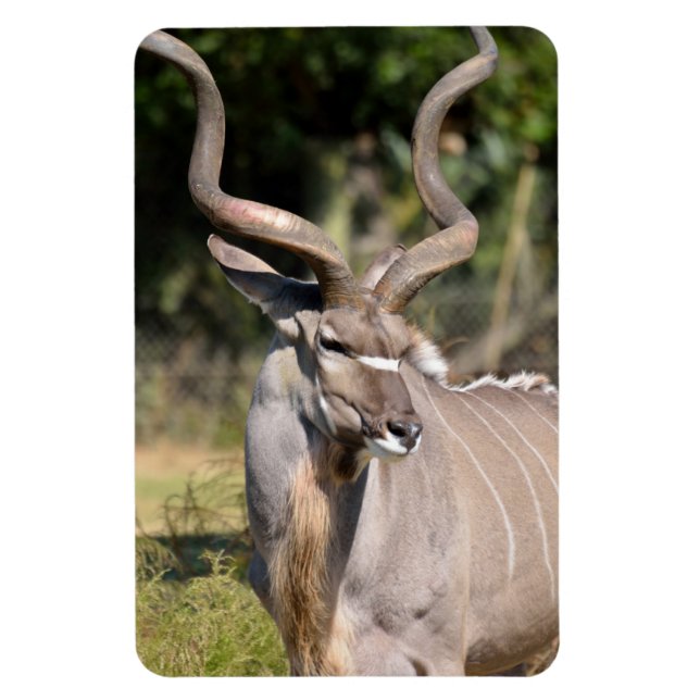 Íman Greater Kudu (Vertical)