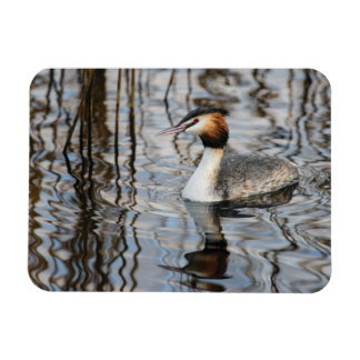 Íman Grebe com crista de excelente