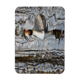 Íman Grebe com crista de excelente