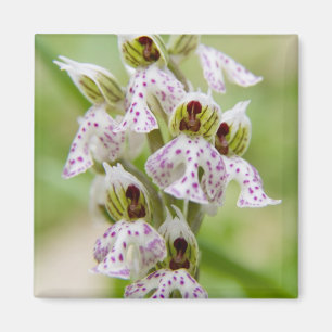 Íman Grécia, Creta. Orquídea em flor Orchis