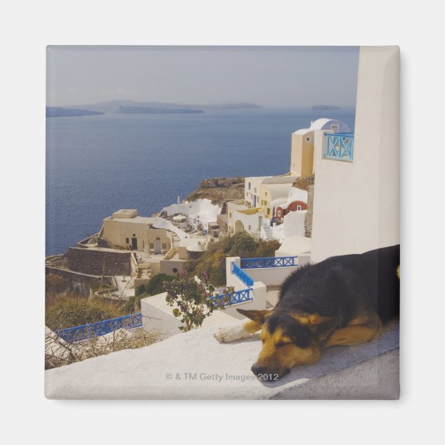 Íman Grécia, Ilha de Santorini, Oia City, cão dormindo (Frente)