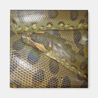 Íman Green Anaconda