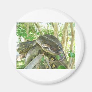 Íman Green Anaconda