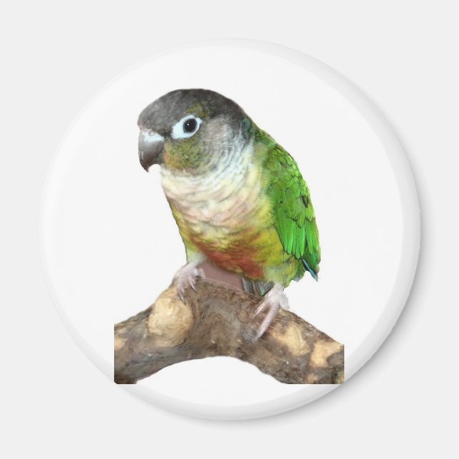 Íman Green Cheek Conure (Frente)