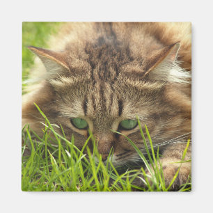 Íman Green Eyed Hunter