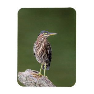 Íman Green Heron em um diário