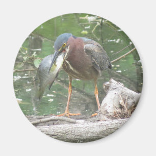 Íman Green Heron foi pescar