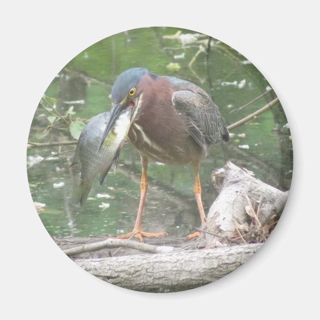 Íman Green Heron foi pescar (Frente)