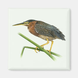 Íman Green Heron Magnet