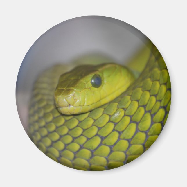 Íman Green Mamba (Frente)