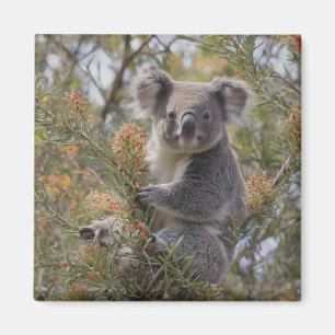 Íman Grevillea Koala Bear