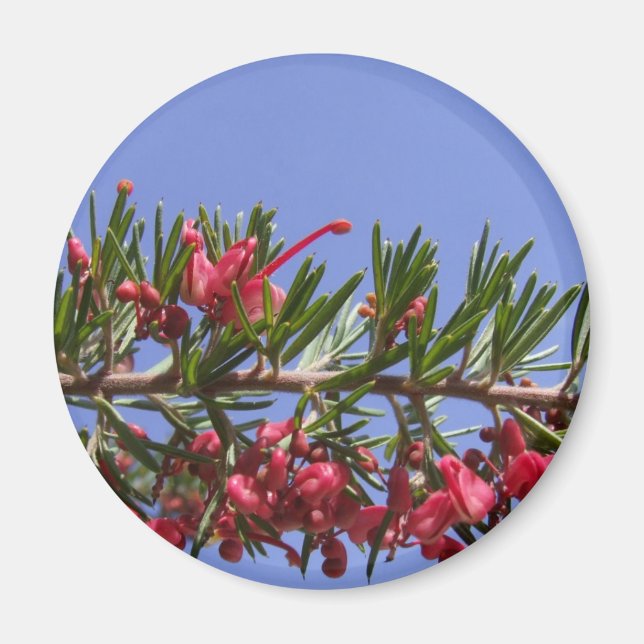 Íman Grevillea Plant Magnet (Frente)