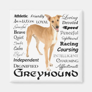 Íman Greyhound Traits Magnet