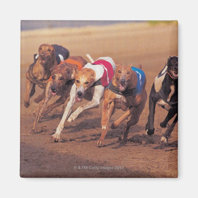Íman Greyhounds correndo na pista (Frente)