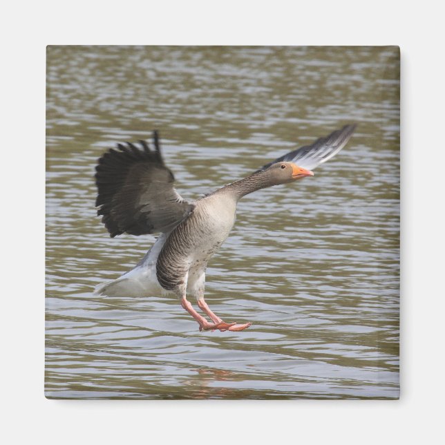 Íman Greylag Goose (Frente)