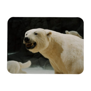 Íman Grin do Urso Polar