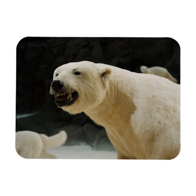 Íman Grin do Urso Polar (Horizontal)