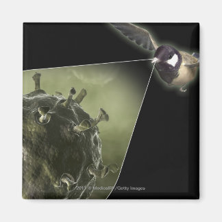 Íman Gripe aviária a sair de aves