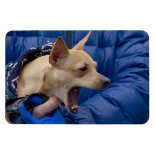 Íman Gritando Chihuahua