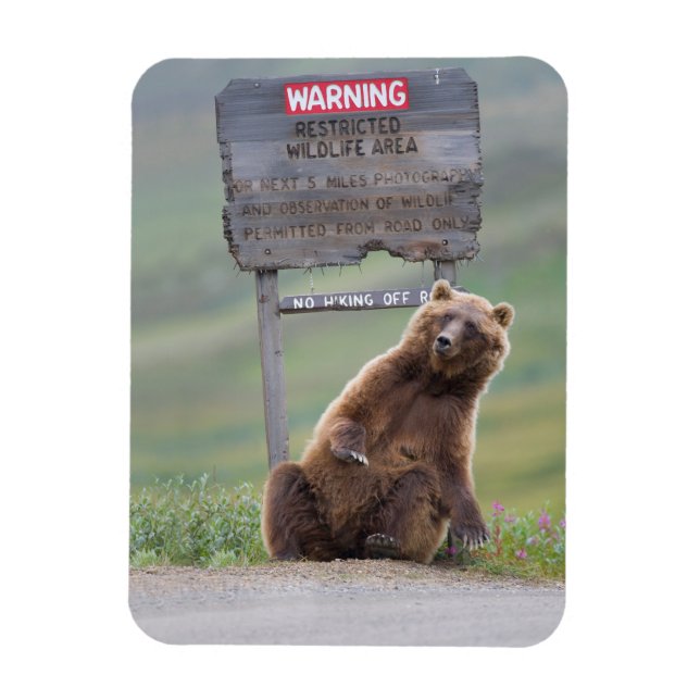 Íman Grizzly Bear Plays With Sign (Vertical)