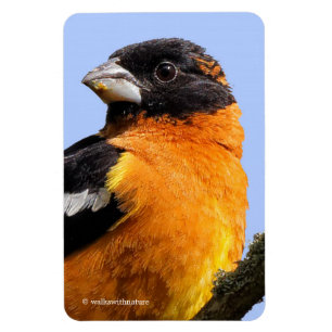 Íman Grosbeak bonito de cabeça negra em uma árvore