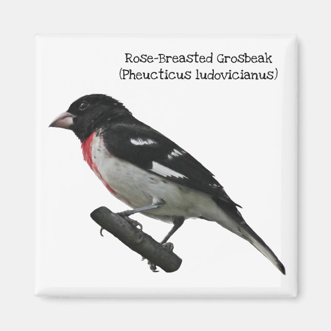 Íman Grosbeak-Breast (Frente)