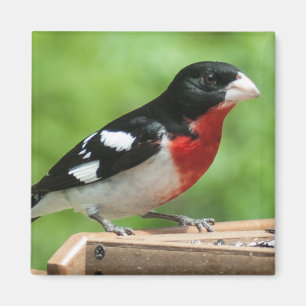 Íman Grosbeak de peito rosa